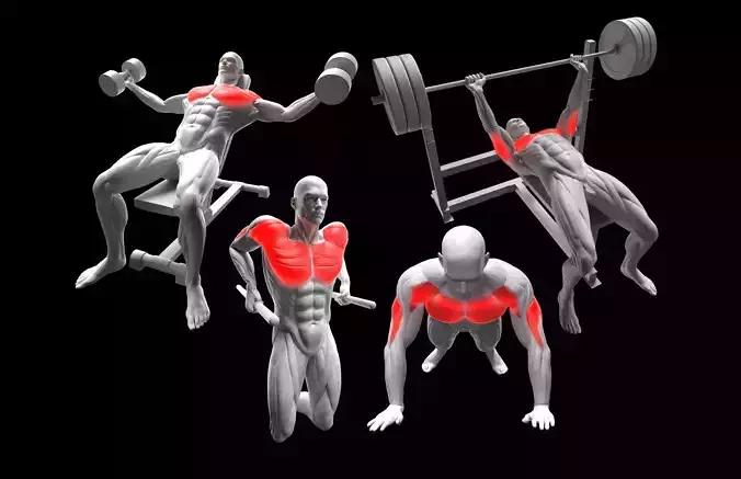 Chest Exercises Pack 3D model
