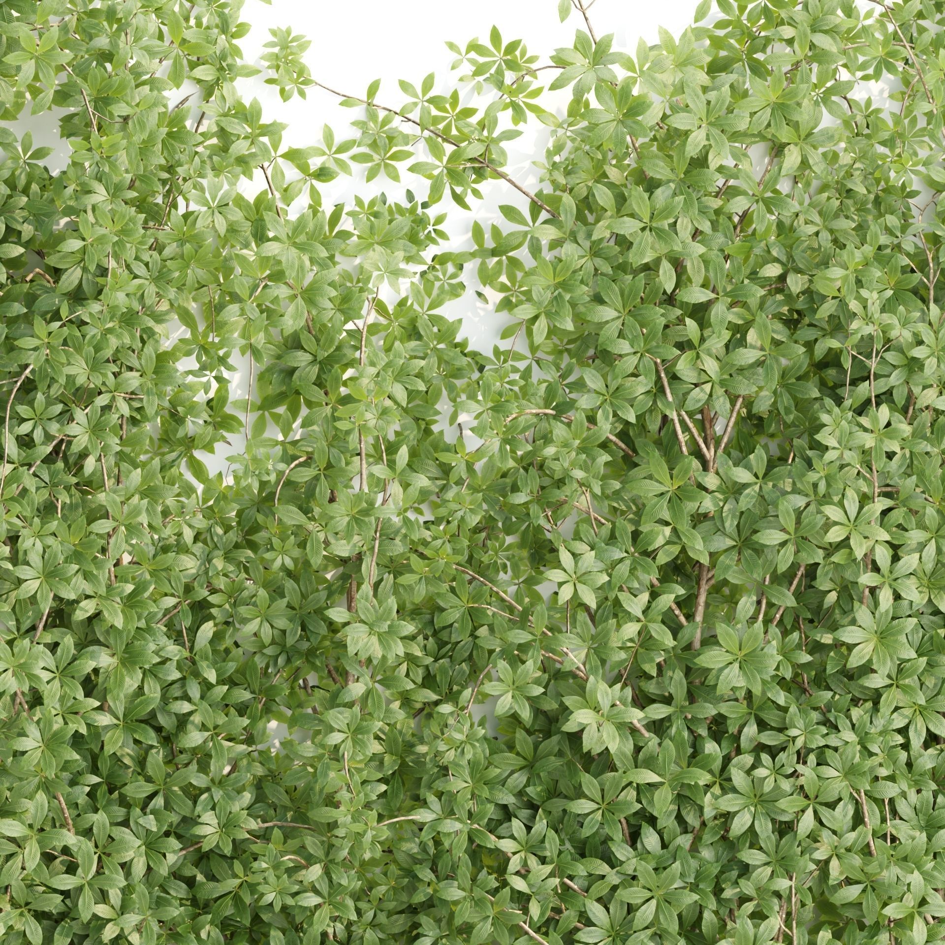 Creeper Plants vol 100 3D model_2