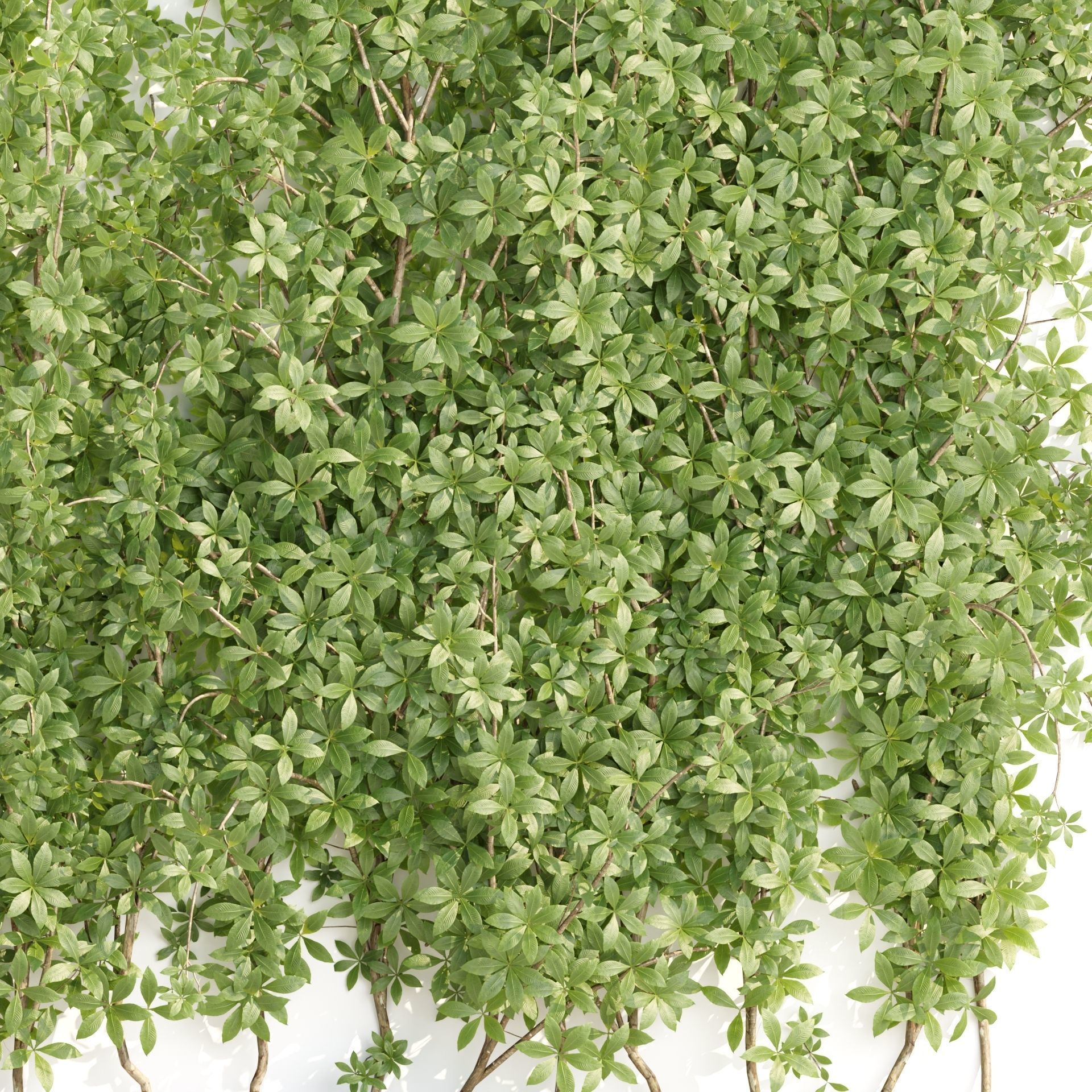 Creeper Plants vol 100 3D model_4