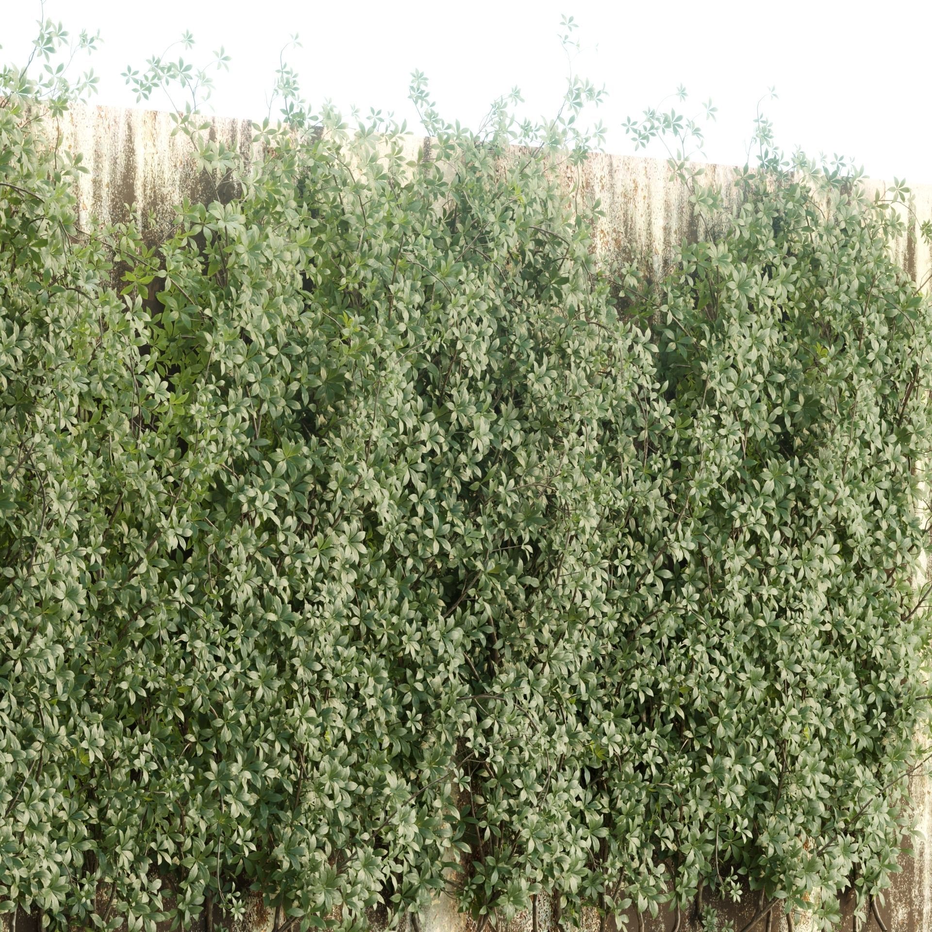 Creeper Plants vol 100 3D model_1