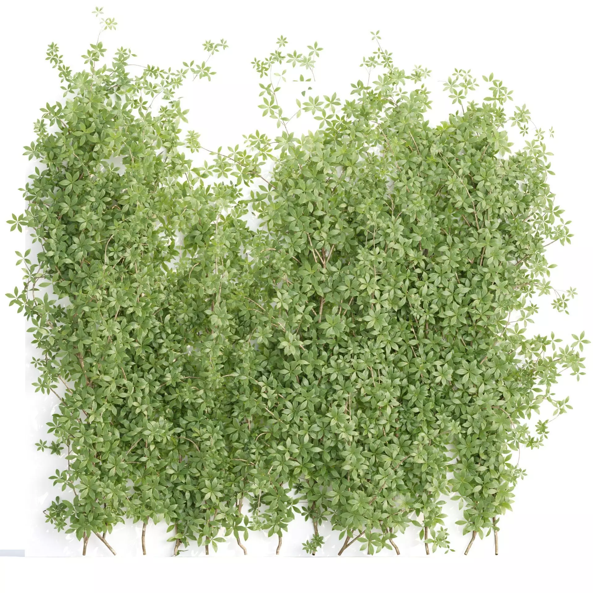 Creeper Plants vol 100 3D model_0