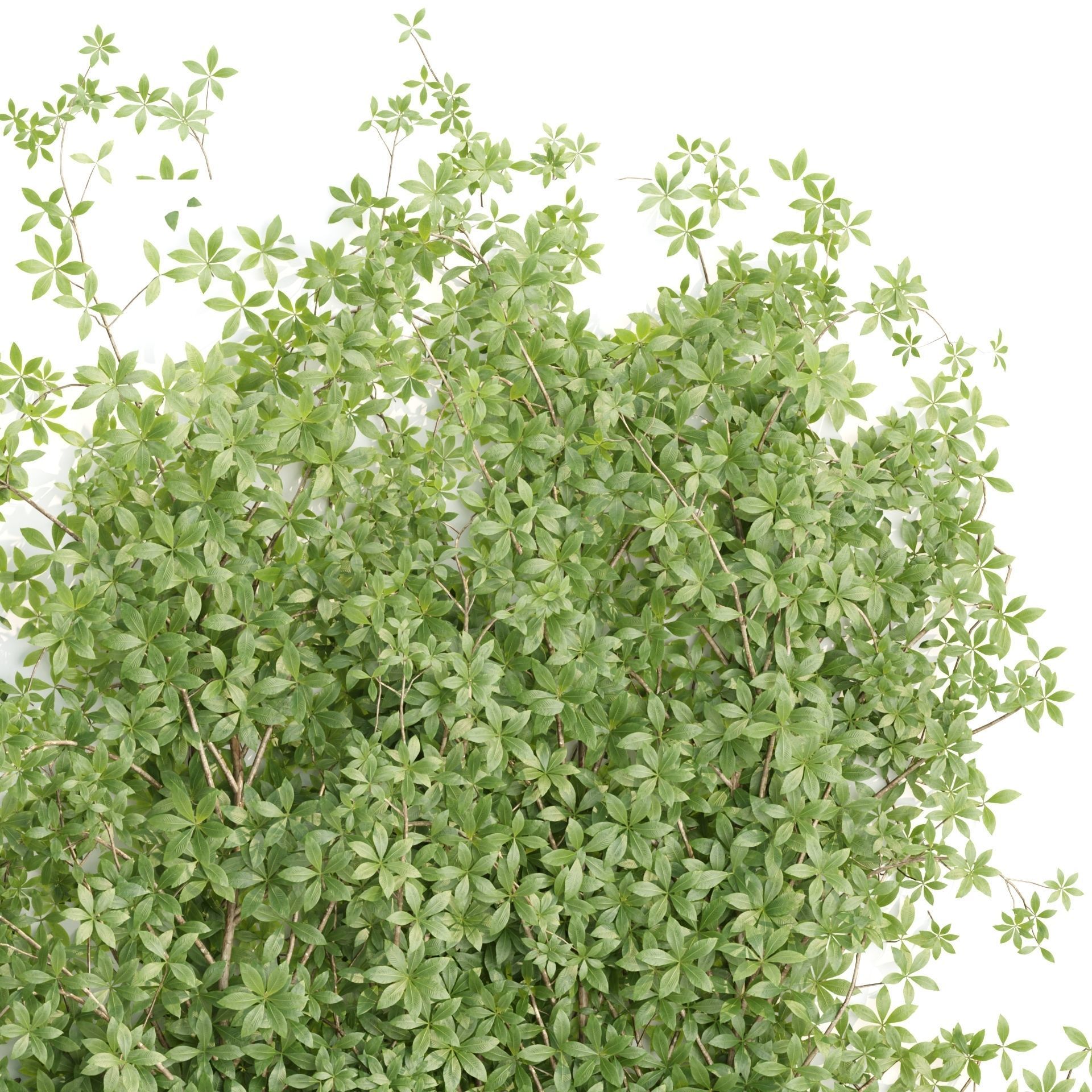 Creeper Plants vol 100 3D model_3