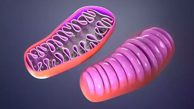 Mitohondria 3D model