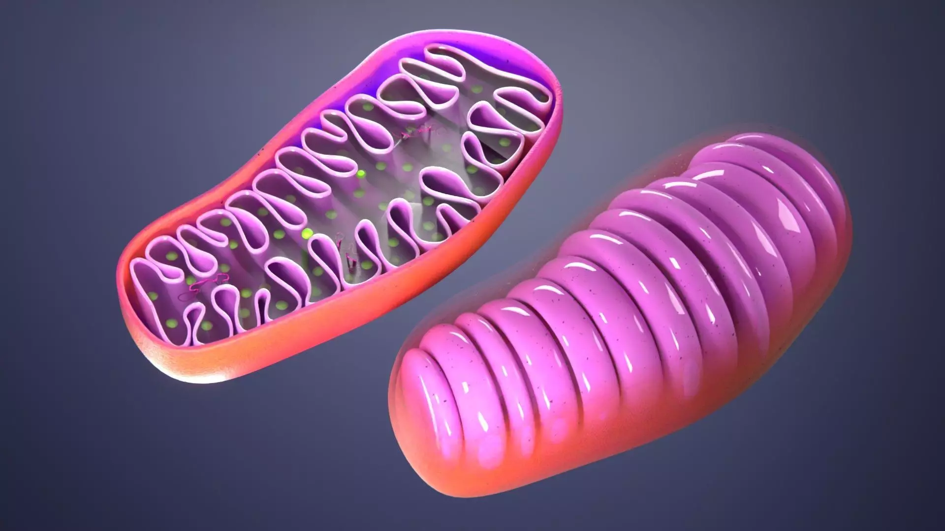 Mitohondria 3D model 3D model