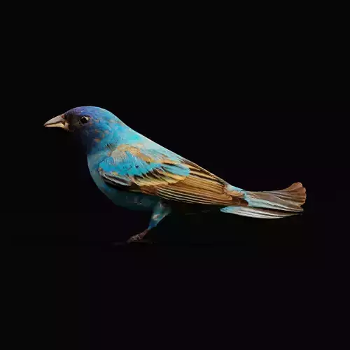 Indigo Bunting Bird