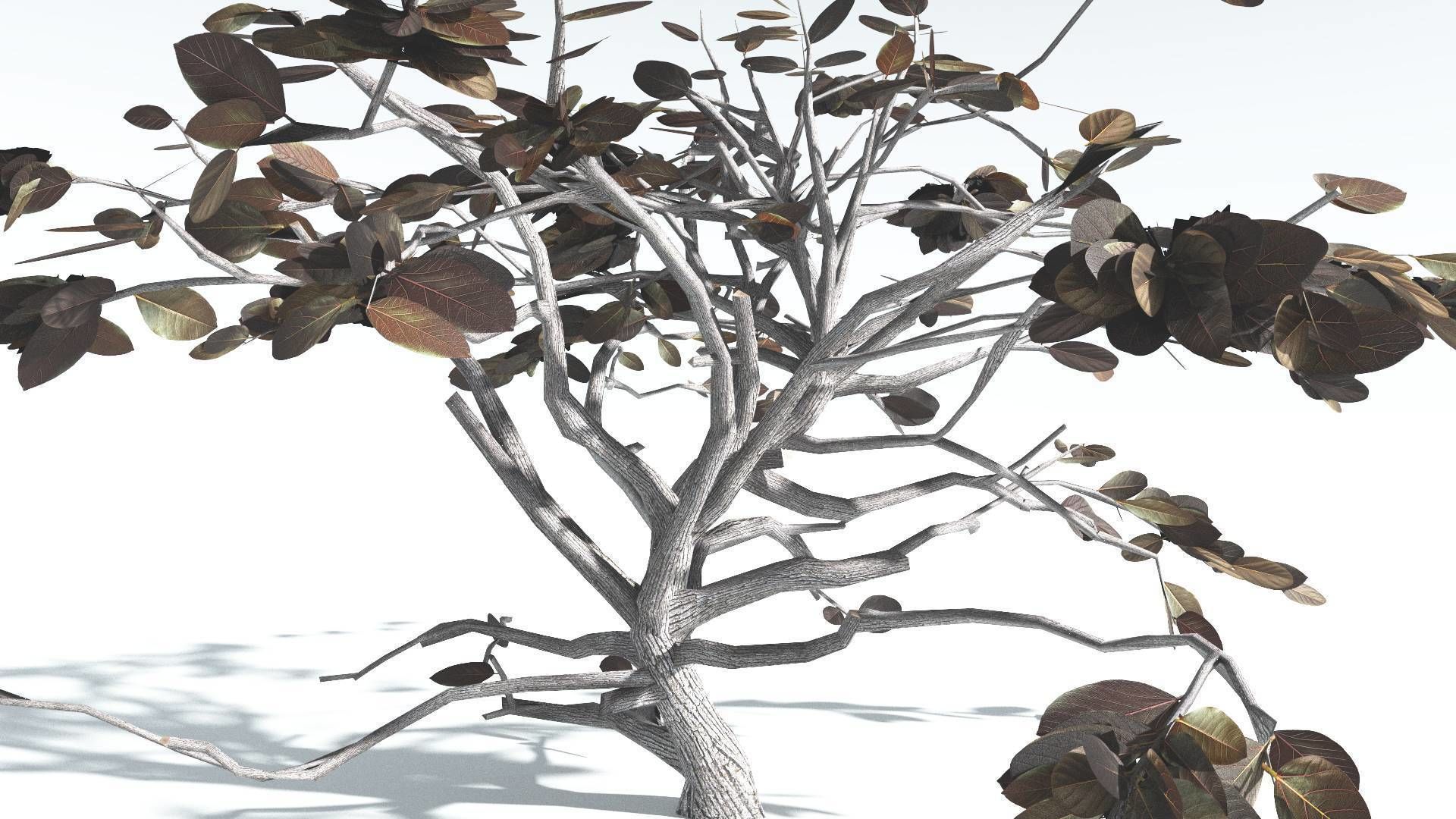 EVERYPlant Tree Heliotrope LowPoly 1 --14 Models-- Low-poly 3D model_16