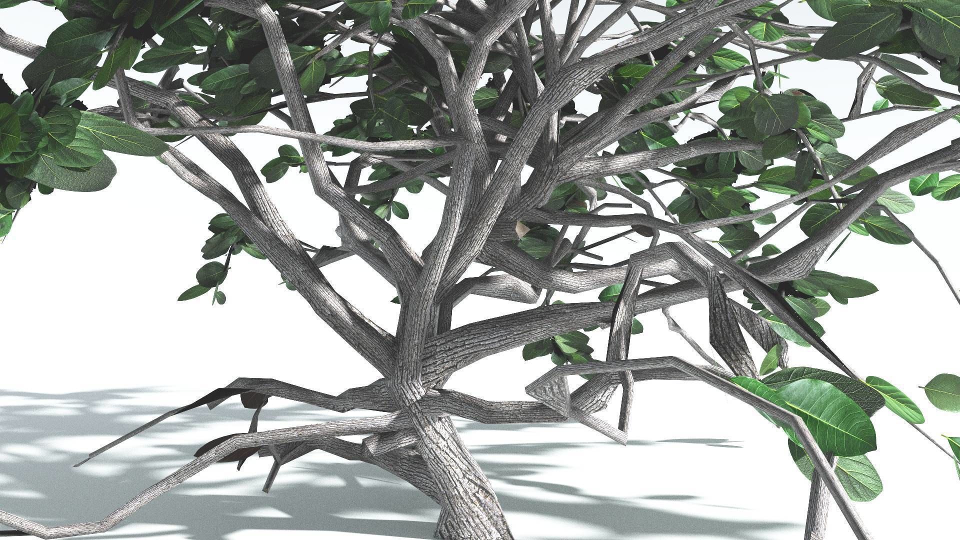 EVERYPlant Tree Heliotrope LowPoly 1 --14 Models-- Low-poly 3D model_22