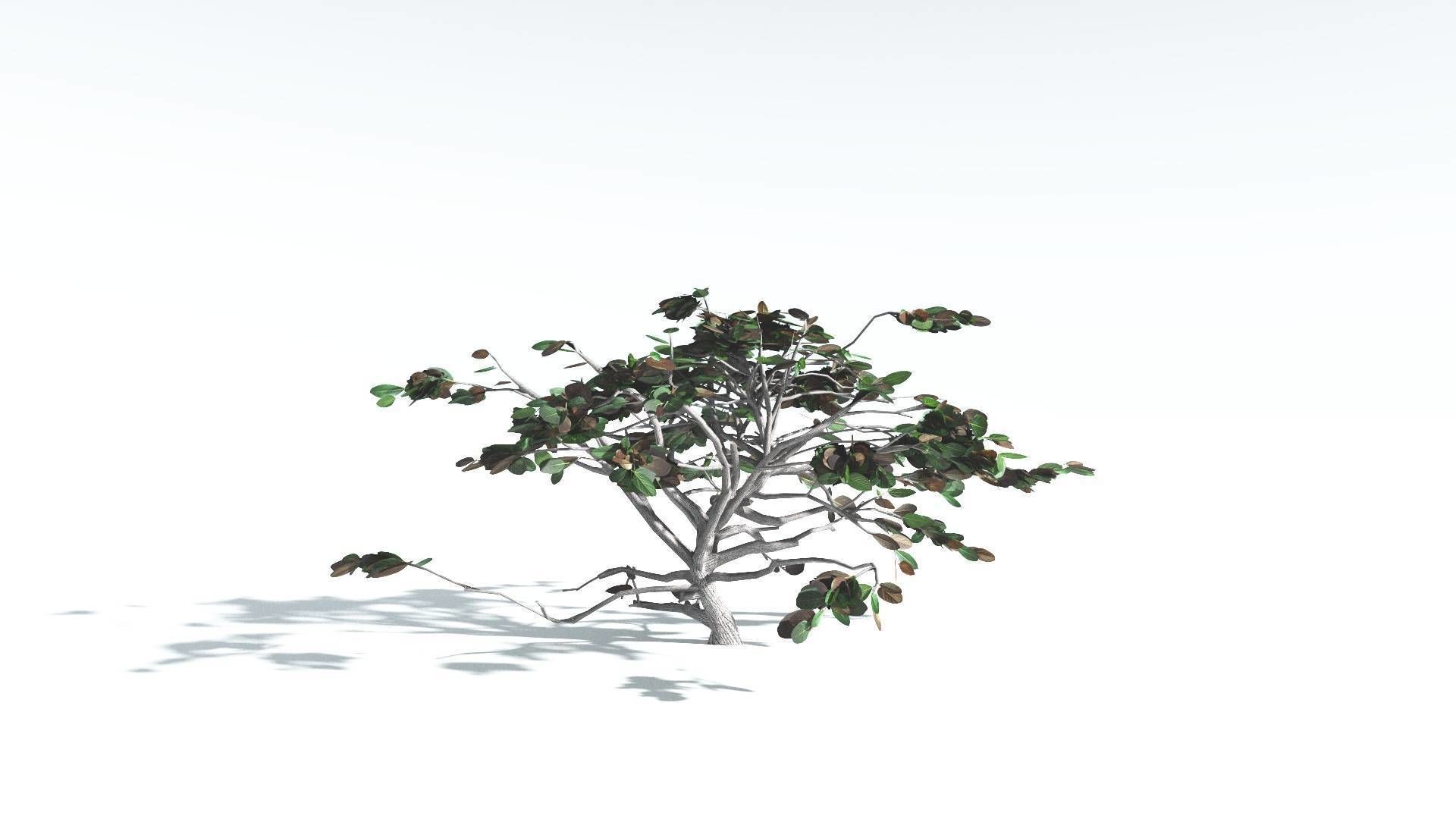 EVERYPlant Tree Heliotrope LowPoly 1 --14 Models-- Low-poly 3D model_13