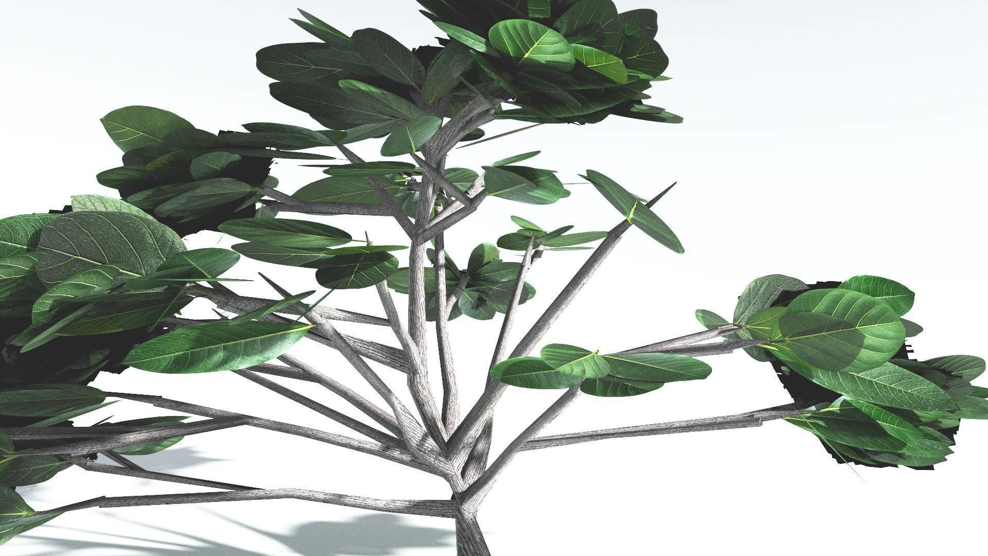 EVERYPlant Tree Heliotrope LowPoly 1 --14 Models-- Low-poly 3D model_26