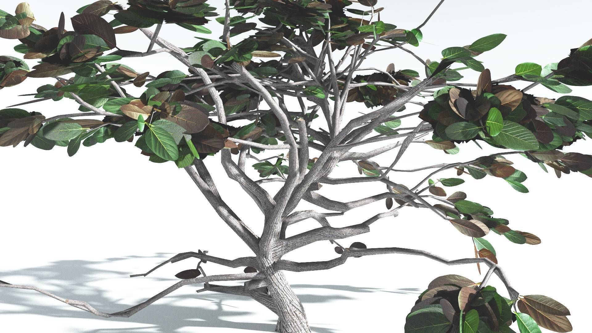 EVERYPlant Tree Heliotrope LowPoly 1 --14 Models-- Low-poly 3D model_14