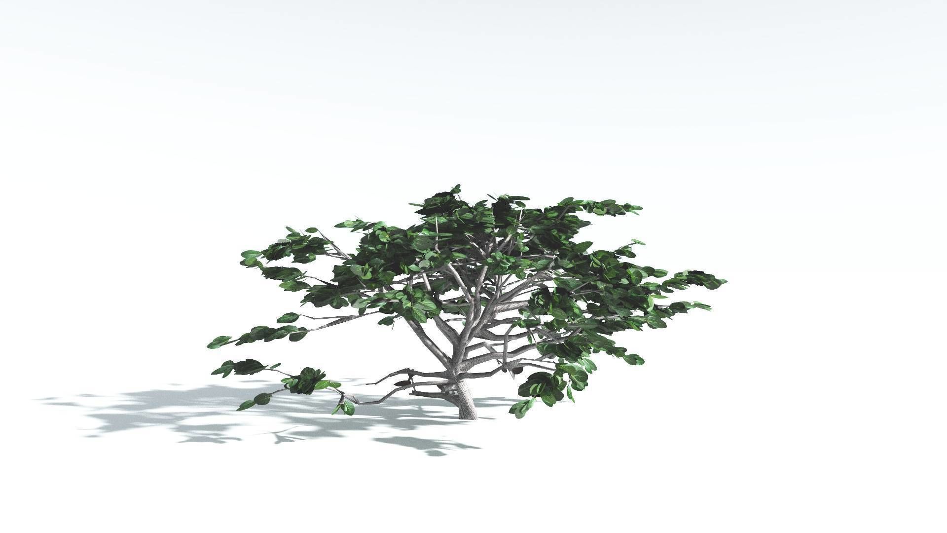 EVERYPlant Tree Heliotrope LowPoly 1 --14 Models-- Low-poly 3D model_11