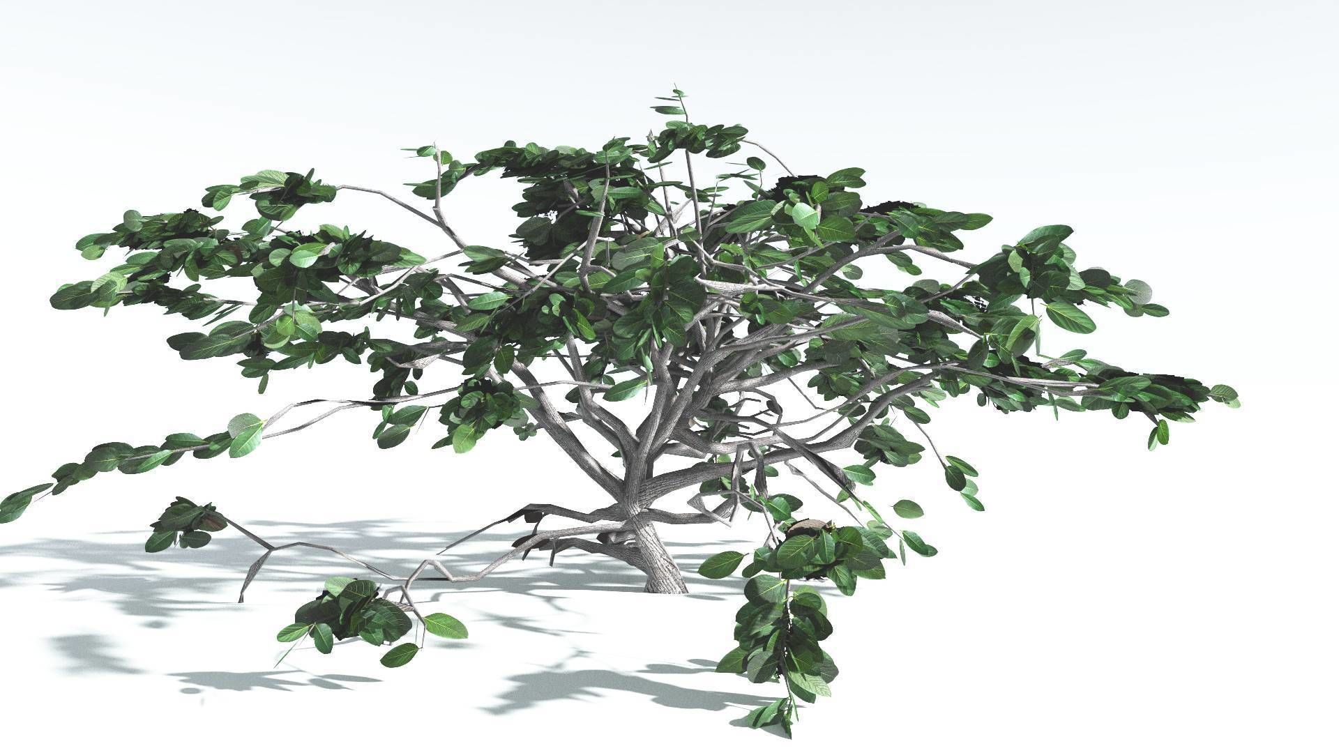 EVERYPlant Tree Heliotrope LowPoly 1 --14 Models-- Low-poly 3D model_21