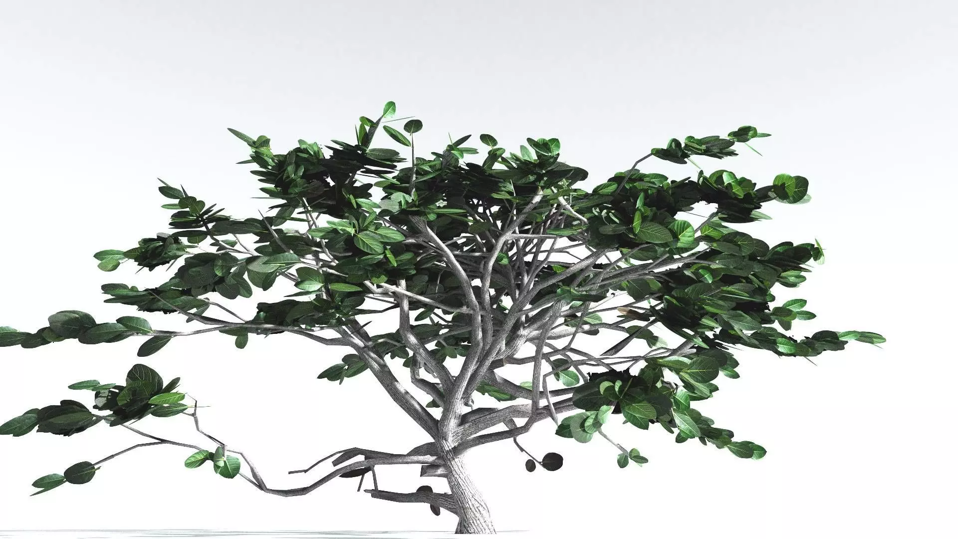 EVERYPlant Tree Heliotrope LowPoly 1 --14 Models-- Low-poly 3D model_0