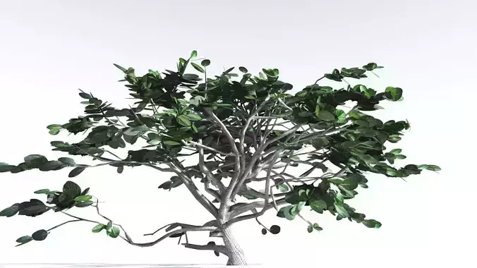 EVERYPlant Tree Heliotrope LowPoly 1 --14 Models--
