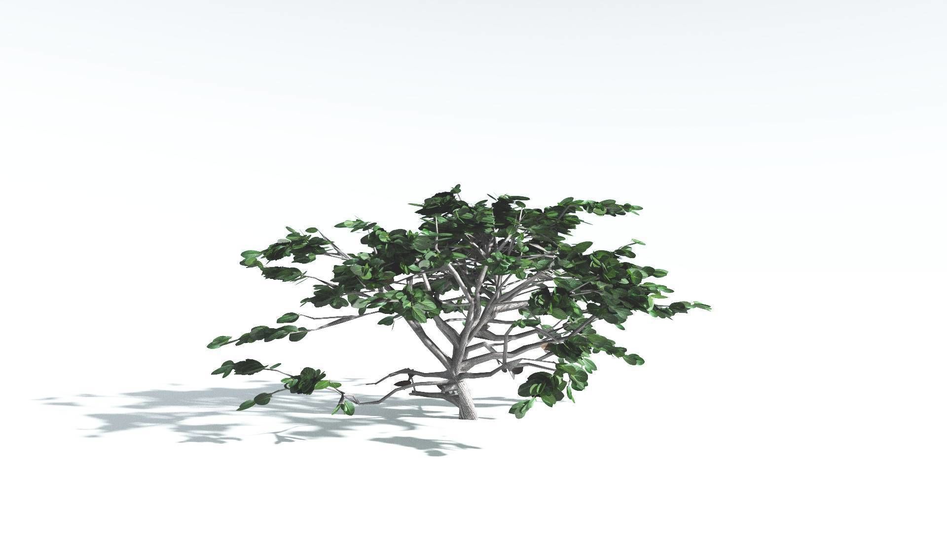 EVERYPlant Tree Heliotrope LowPoly 1 --14 Models-- Low-poly 3D model_5