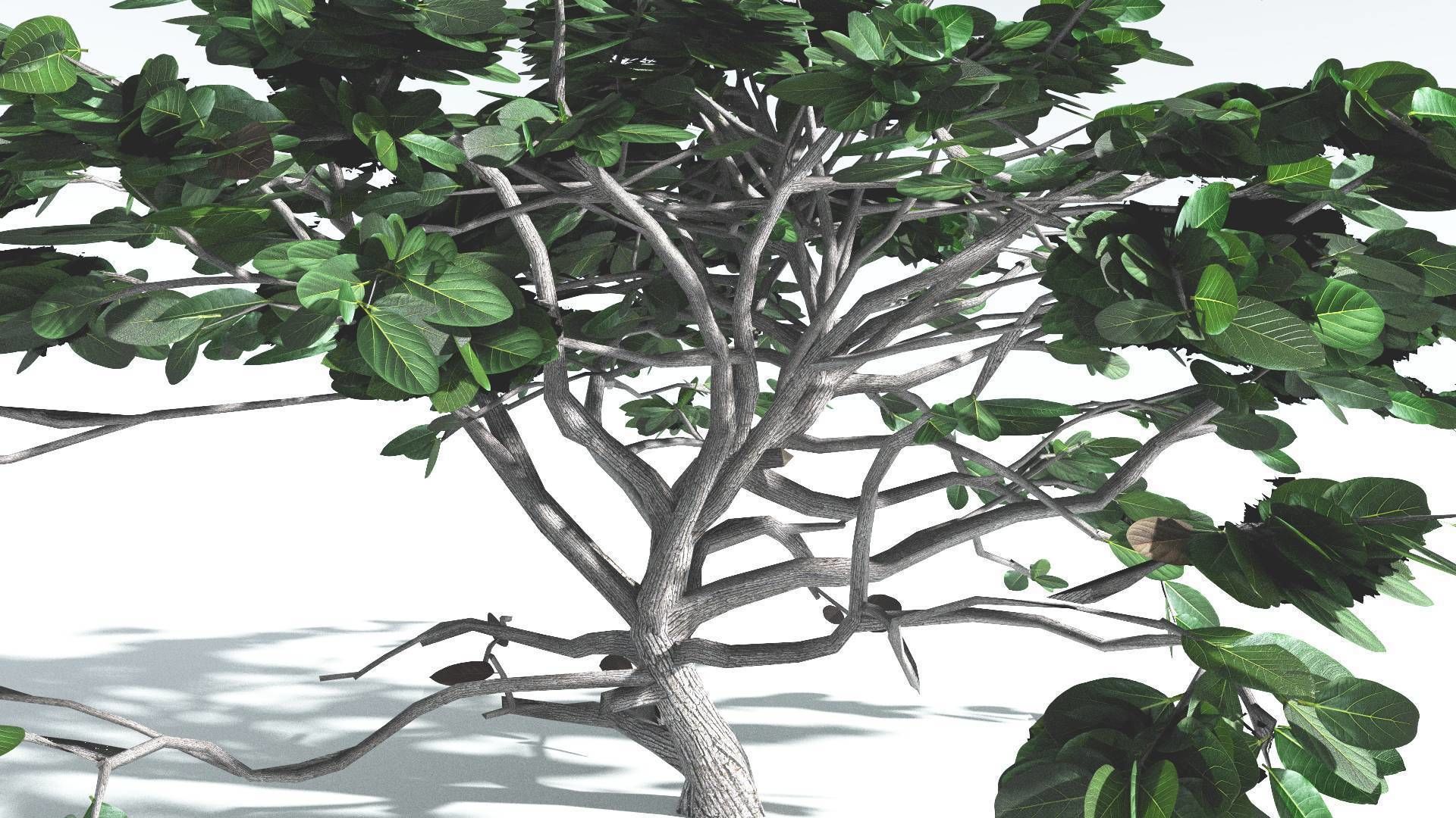 EVERYPlant Tree Heliotrope LowPoly 1 --14 Models-- Low-poly 3D model_32