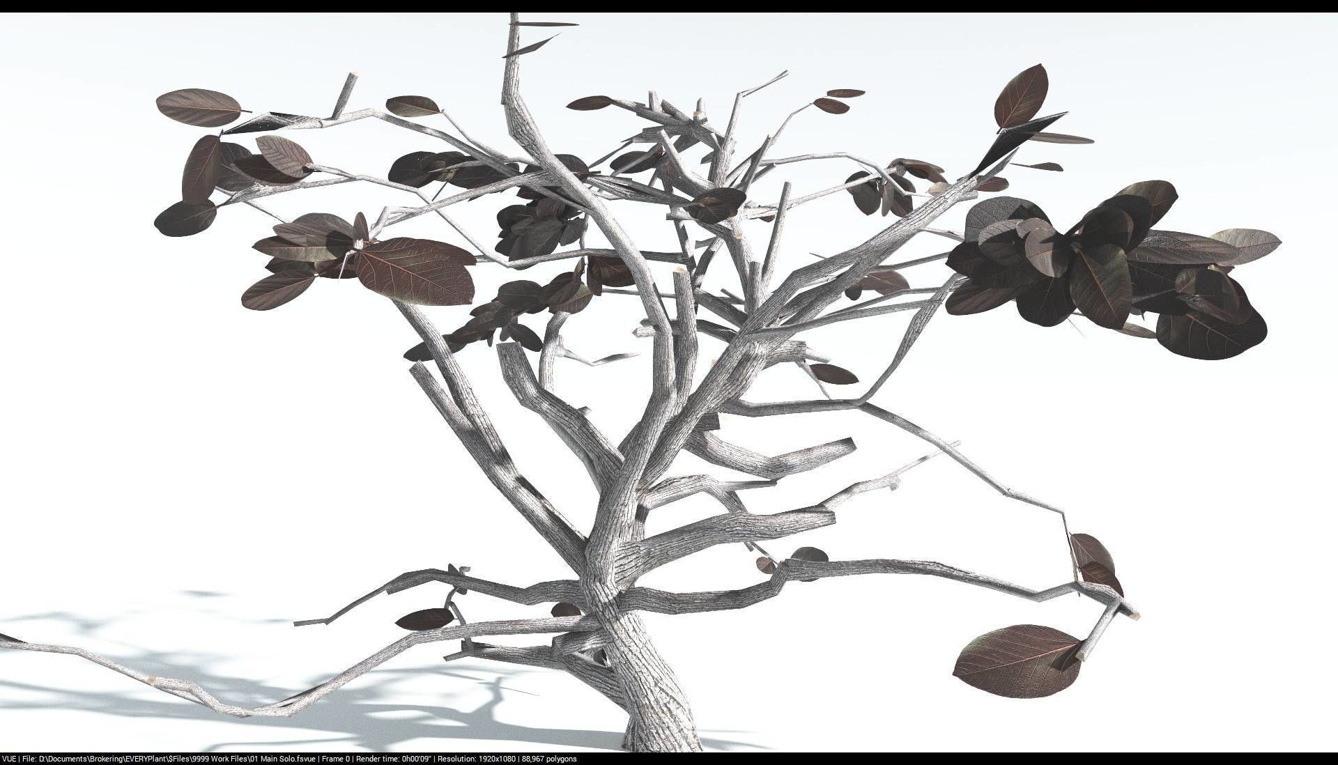 EVERYPlant Tree Heliotrope LowPoly 1 --14 Models-- Low-poly 3D model_18