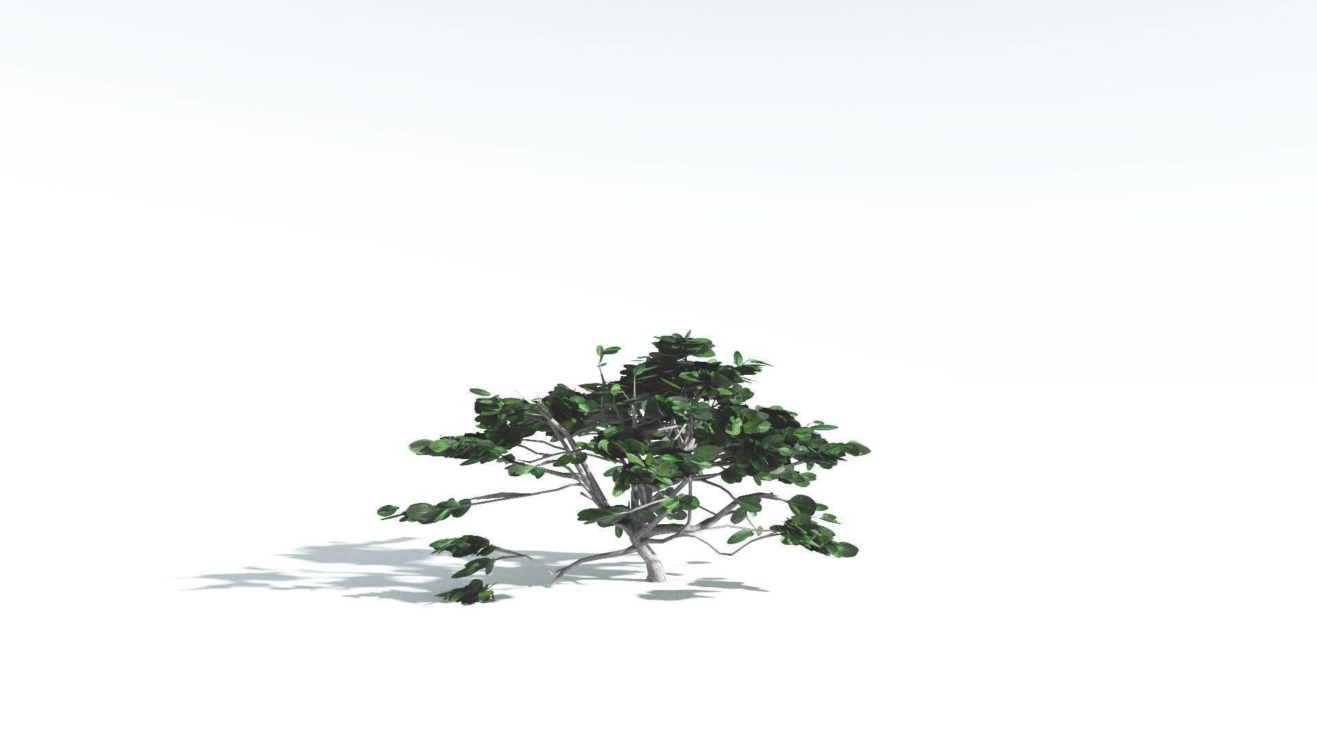 EVERYPlant Tree Heliotrope LowPoly 1 --14 Models-- Low-poly 3D model_23
