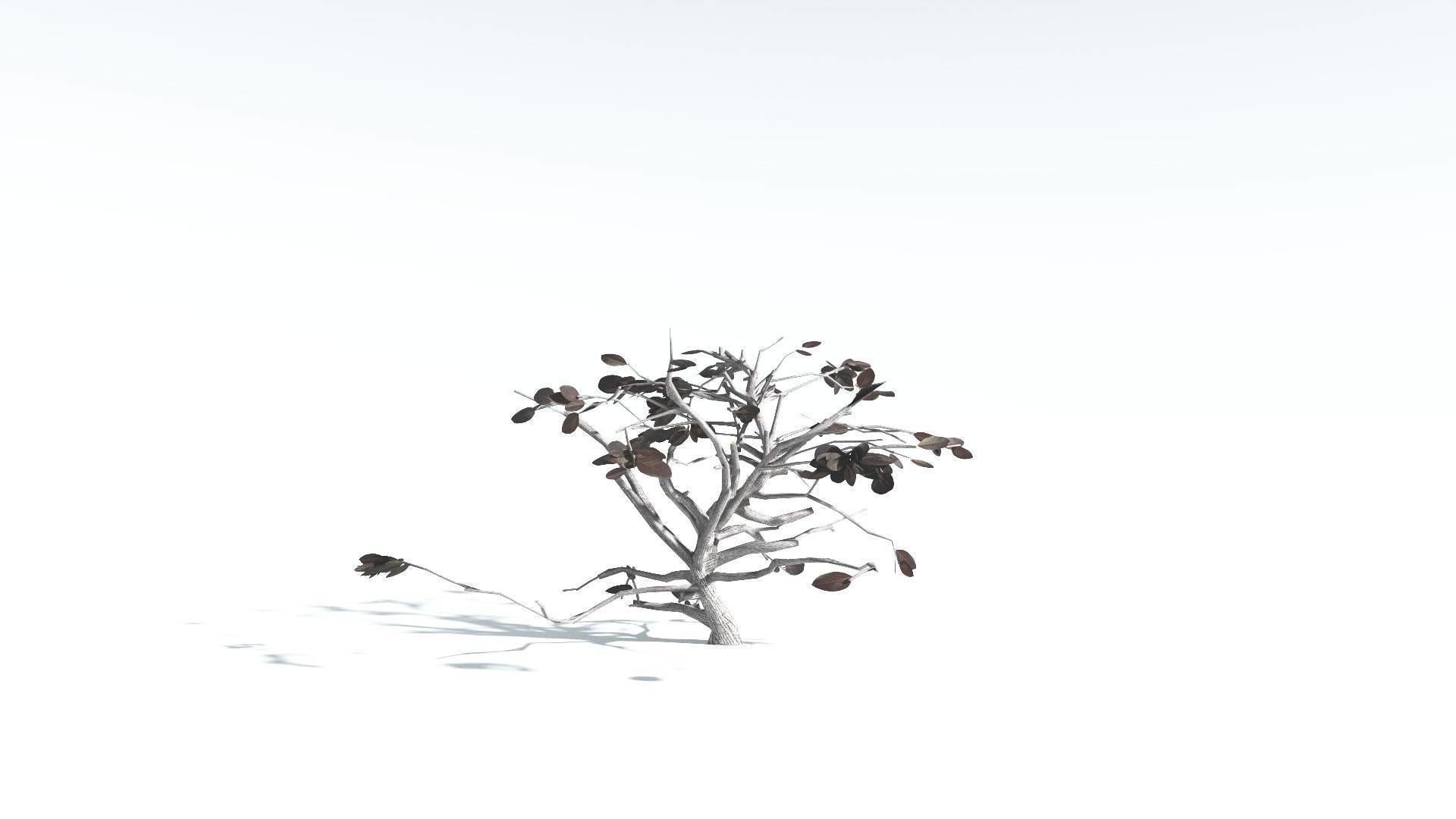 EVERYPlant Tree Heliotrope LowPoly 1 --14 Models-- Low-poly 3D model_17