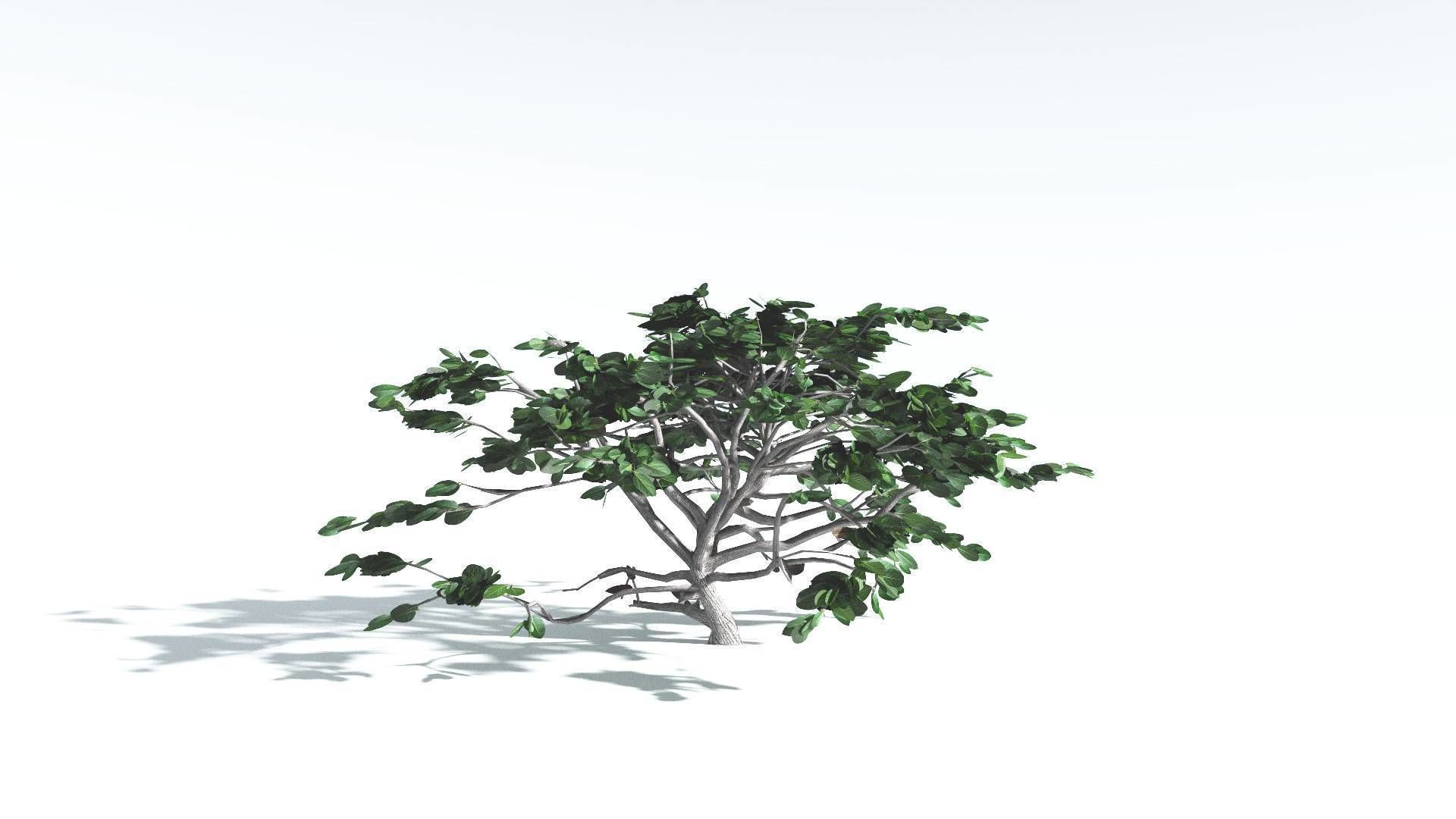EVERYPlant Tree Heliotrope LowPoly 1 --14 Models-- Low-poly 3D model_31