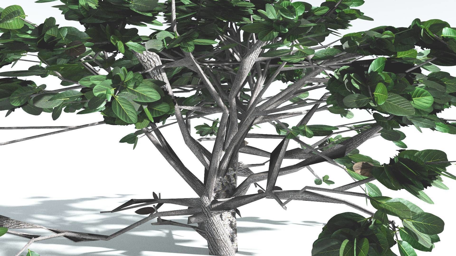 EVERYPlant Tree Heliotrope LowPoly 1 --14 Models-- Low-poly 3D model_30