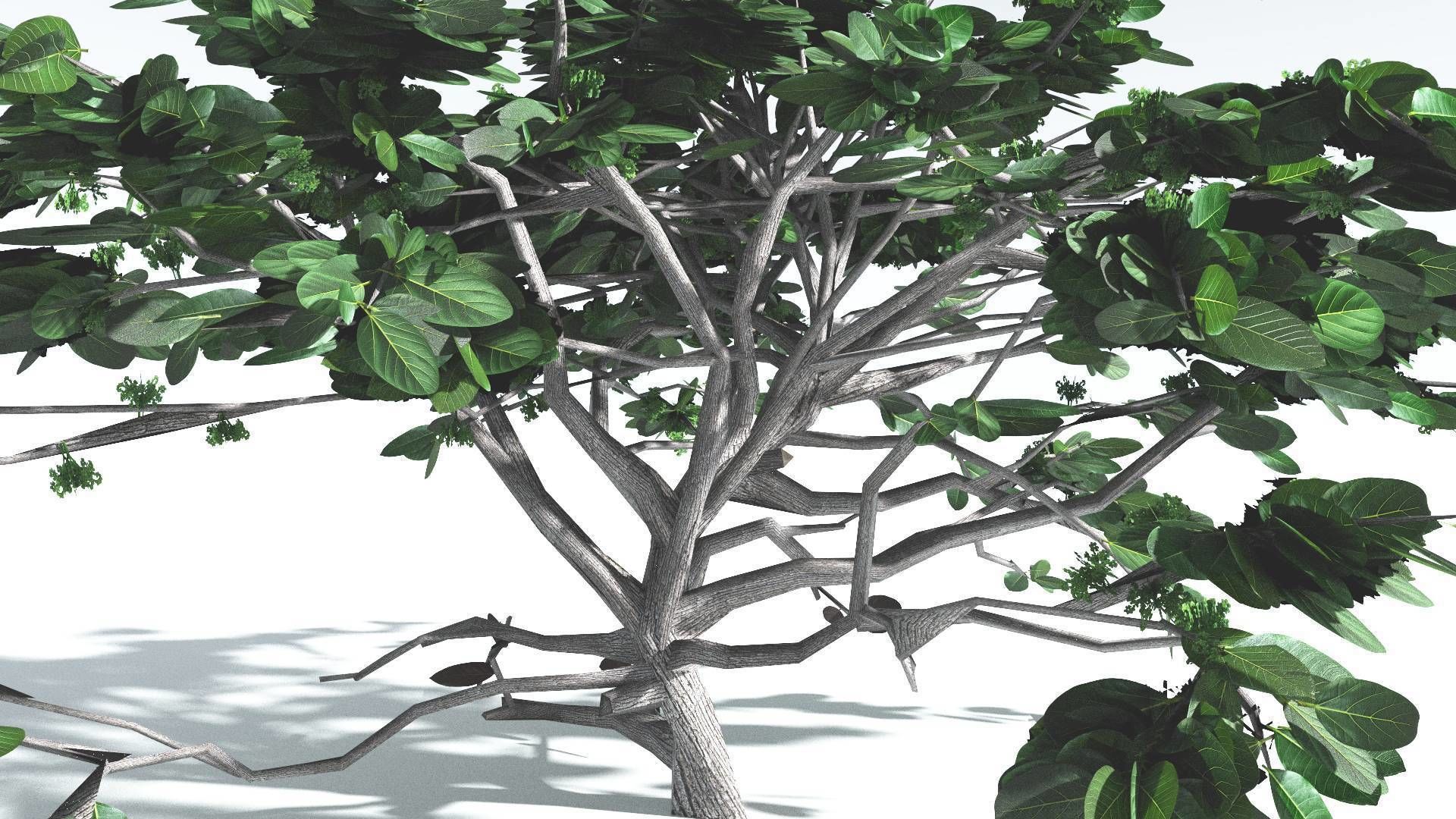 EVERYPlant Tree Heliotrope LowPoly 1 --14 Models-- Low-poly 3D model_10
