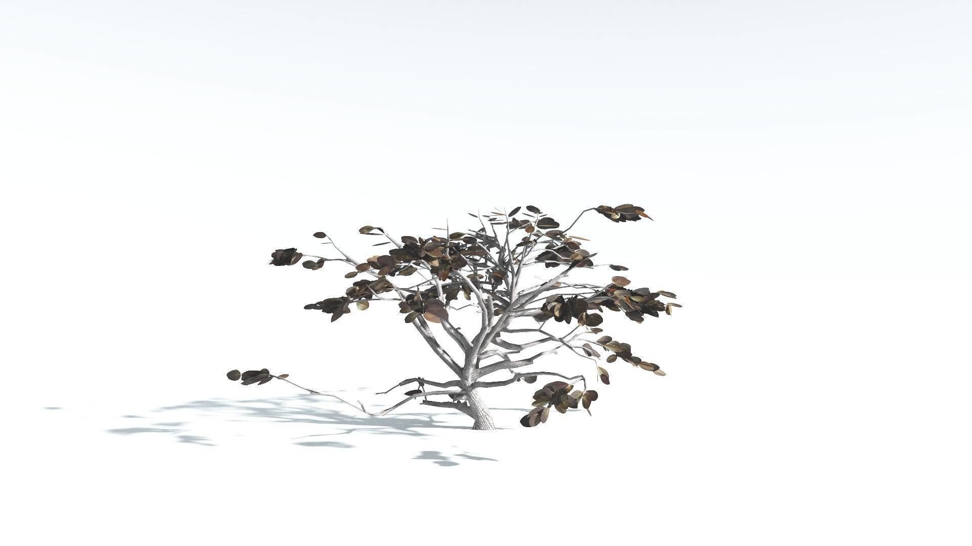EVERYPlant Tree Heliotrope LowPoly 1 --14 Models-- Low-poly 3D model_15