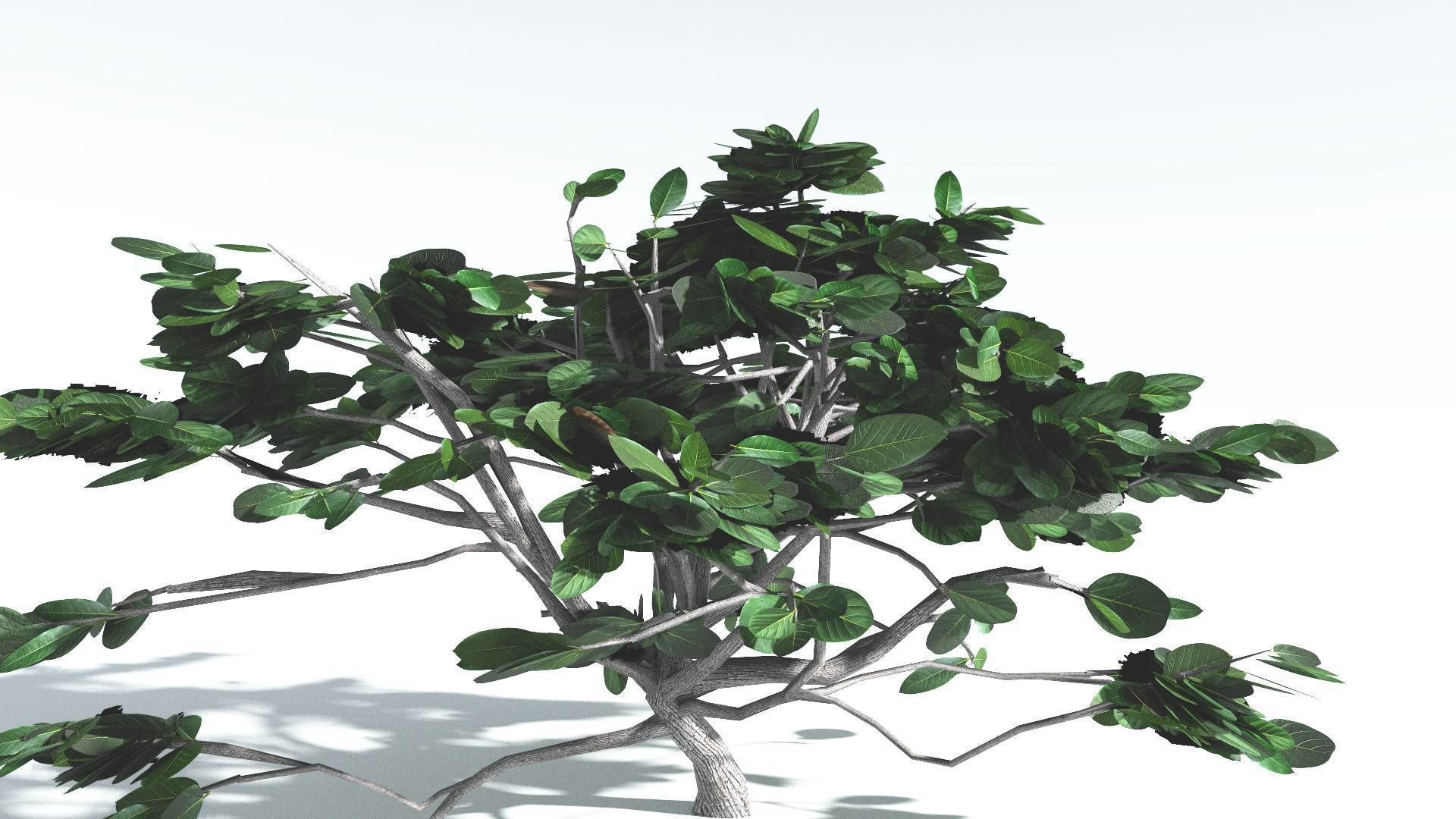 EVERYPlant Tree Heliotrope LowPoly 1 --14 Models-- Low-poly 3D model_24