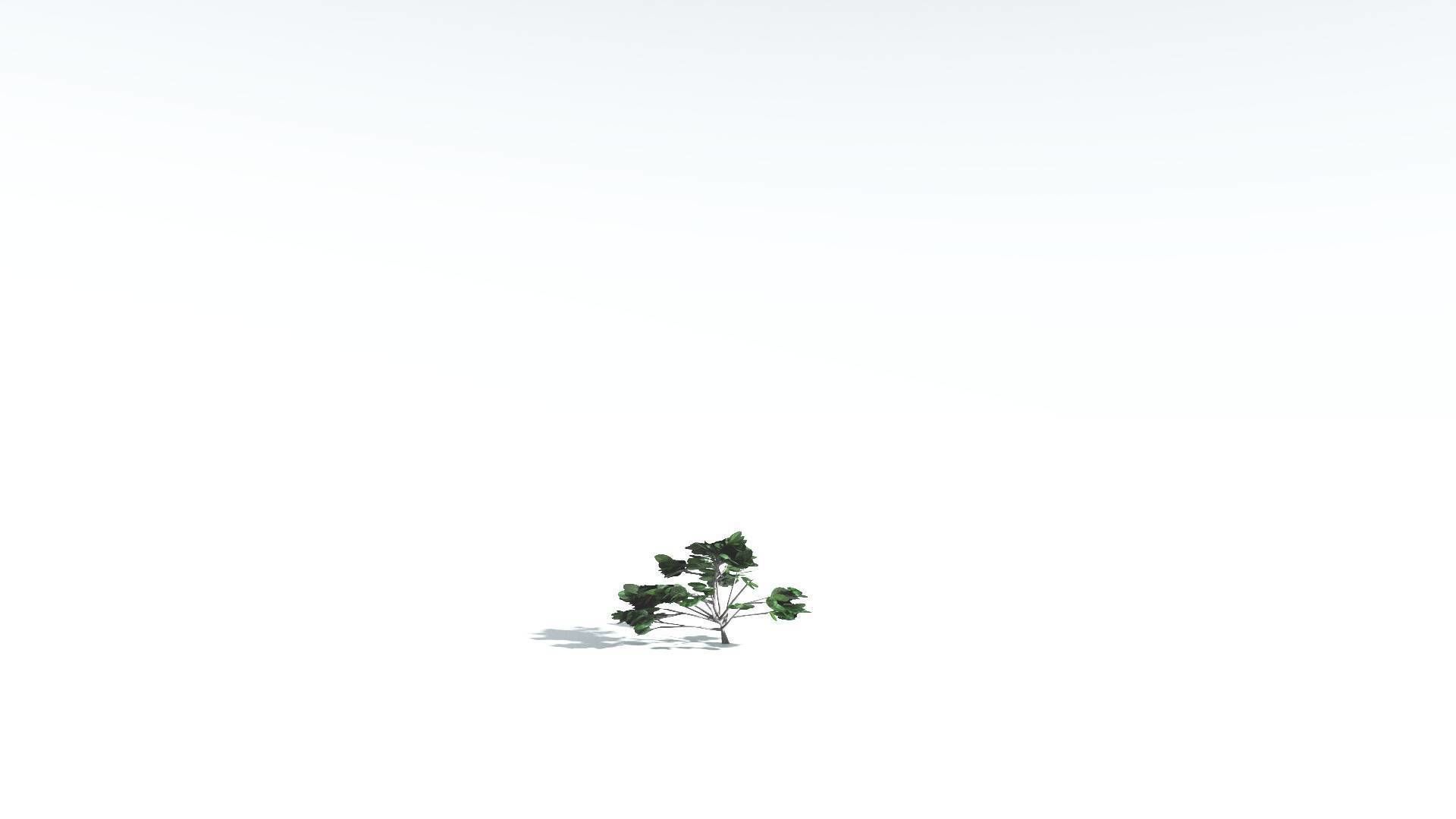 EVERYPlant Tree Heliotrope LowPoly 1 --14 Models-- Low-poly 3D model_25