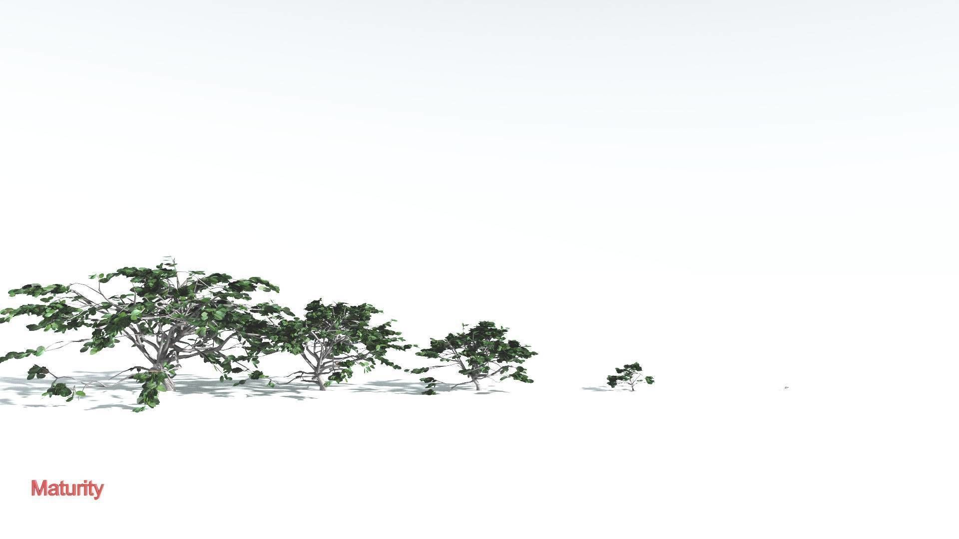 EVERYPlant Tree Heliotrope LowPoly 1 --14 Models-- Low-poly 3D model_3