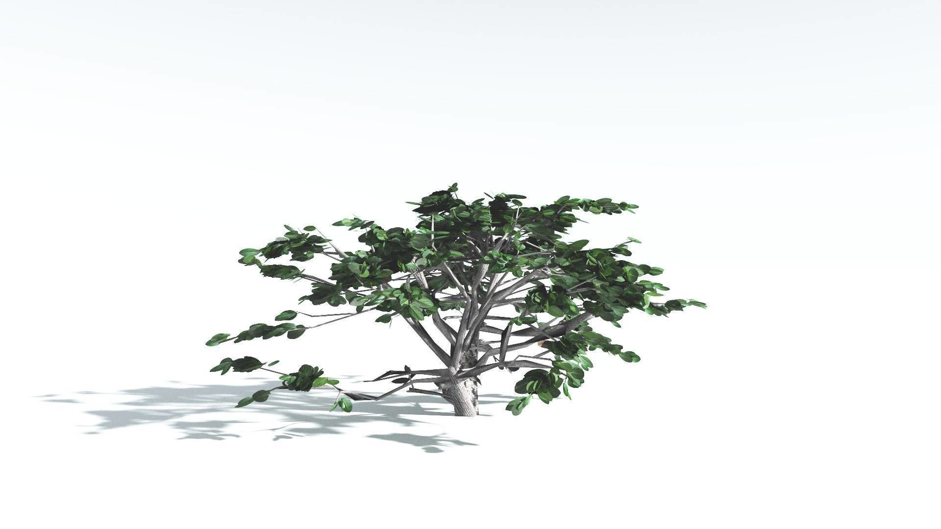 EVERYPlant Tree Heliotrope LowPoly 1 --14 Models-- Low-poly 3D model_29