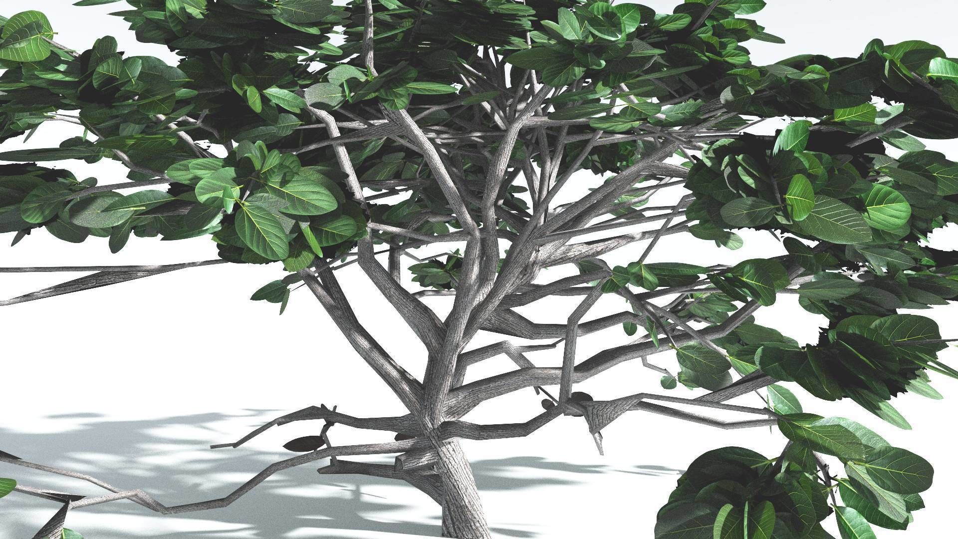 EVERYPlant Tree Heliotrope LowPoly 1 --14 Models-- Low-poly 3D model_12
