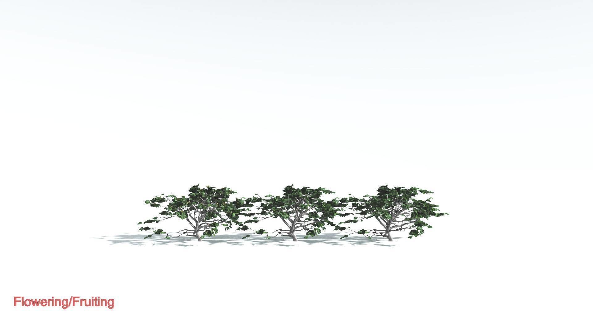 EVERYPlant Tree Heliotrope LowPoly 1 --14 Models-- Low-poly 3D model_1