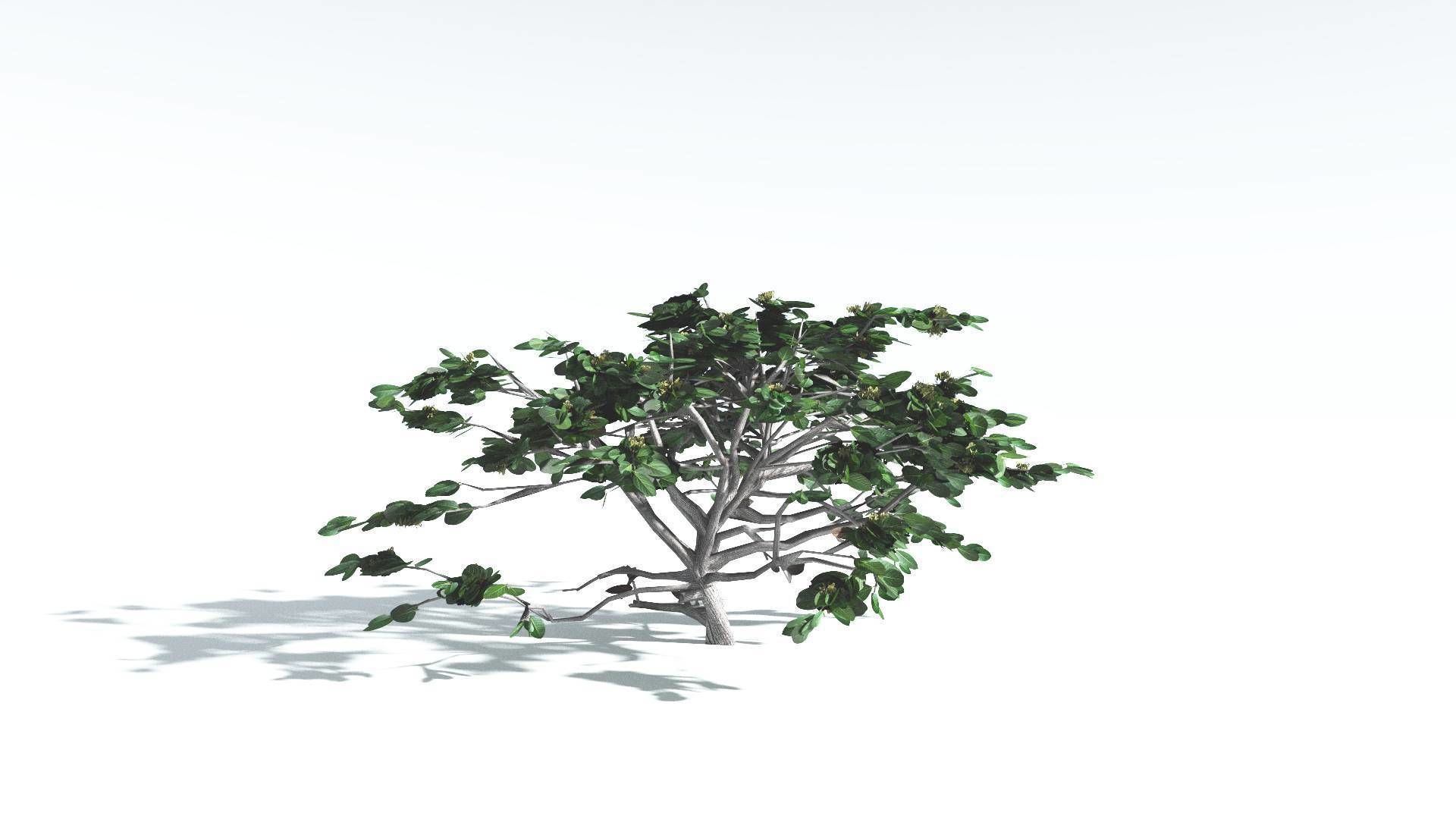 EVERYPlant Tree Heliotrope LowPoly 1 --14 Models-- Low-poly 3D model_7
