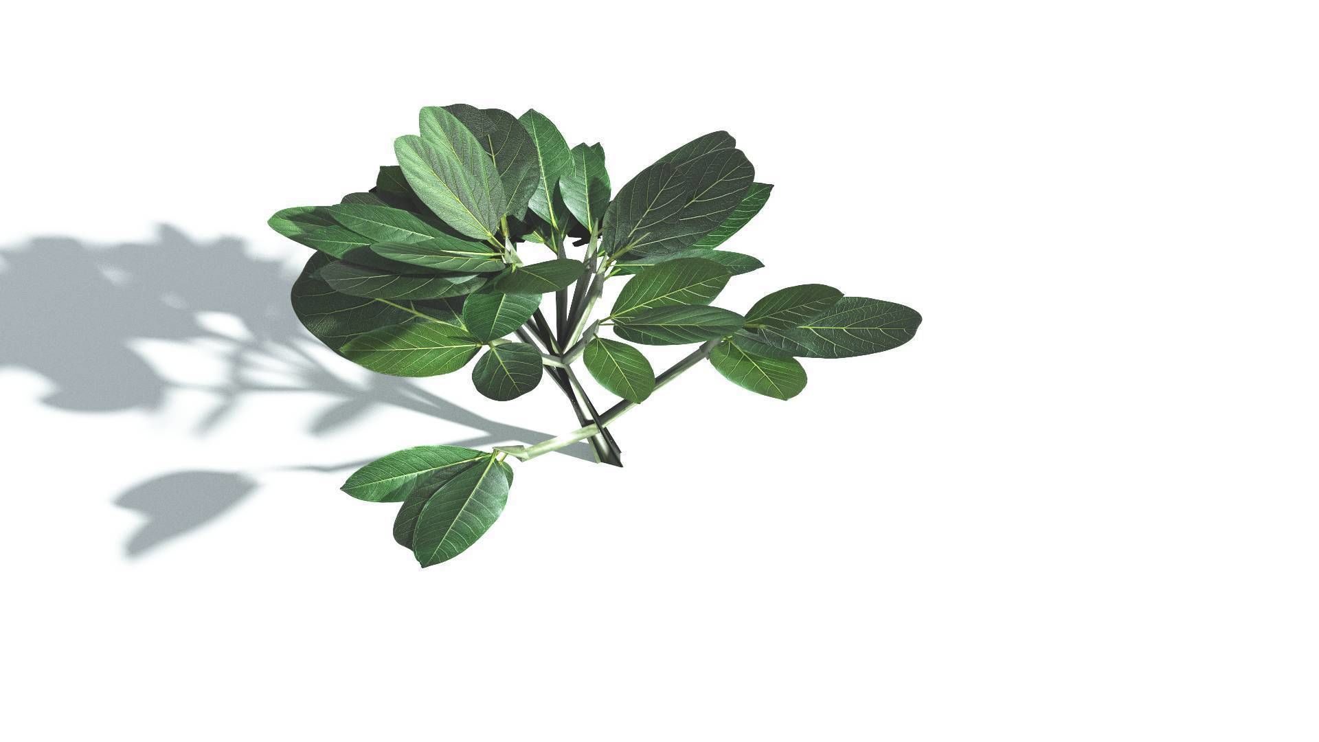EVERYPlant Tree Heliotrope LowPoly 1 --14 Models-- Low-poly 3D model_28