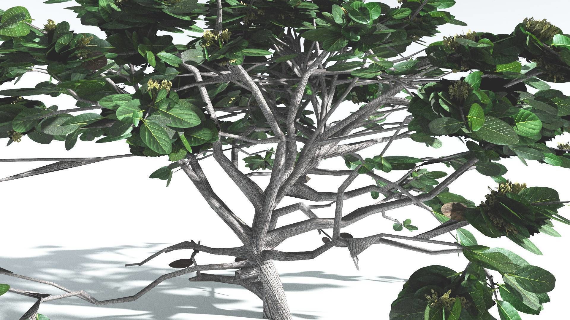 EVERYPlant Tree Heliotrope LowPoly 1 --14 Models-- Low-poly 3D model_8