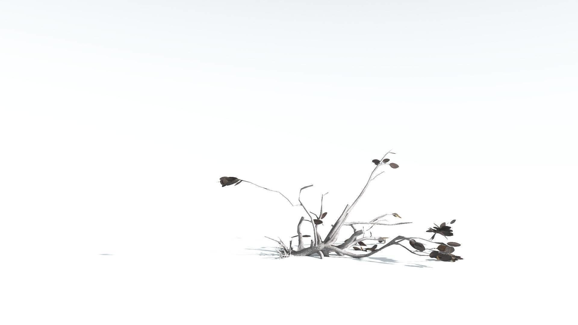 EVERYPlant Tree Heliotrope LowPoly 1 --14 Models-- Low-poly 3D model_19