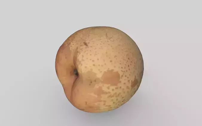 Realistic style fruit pear model