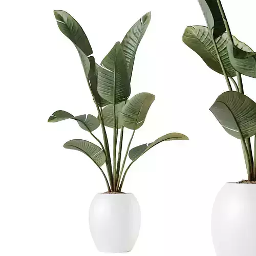 HQ HousePlants Bird Of Paradise Strelitzia Reginae Nicolai 3D model