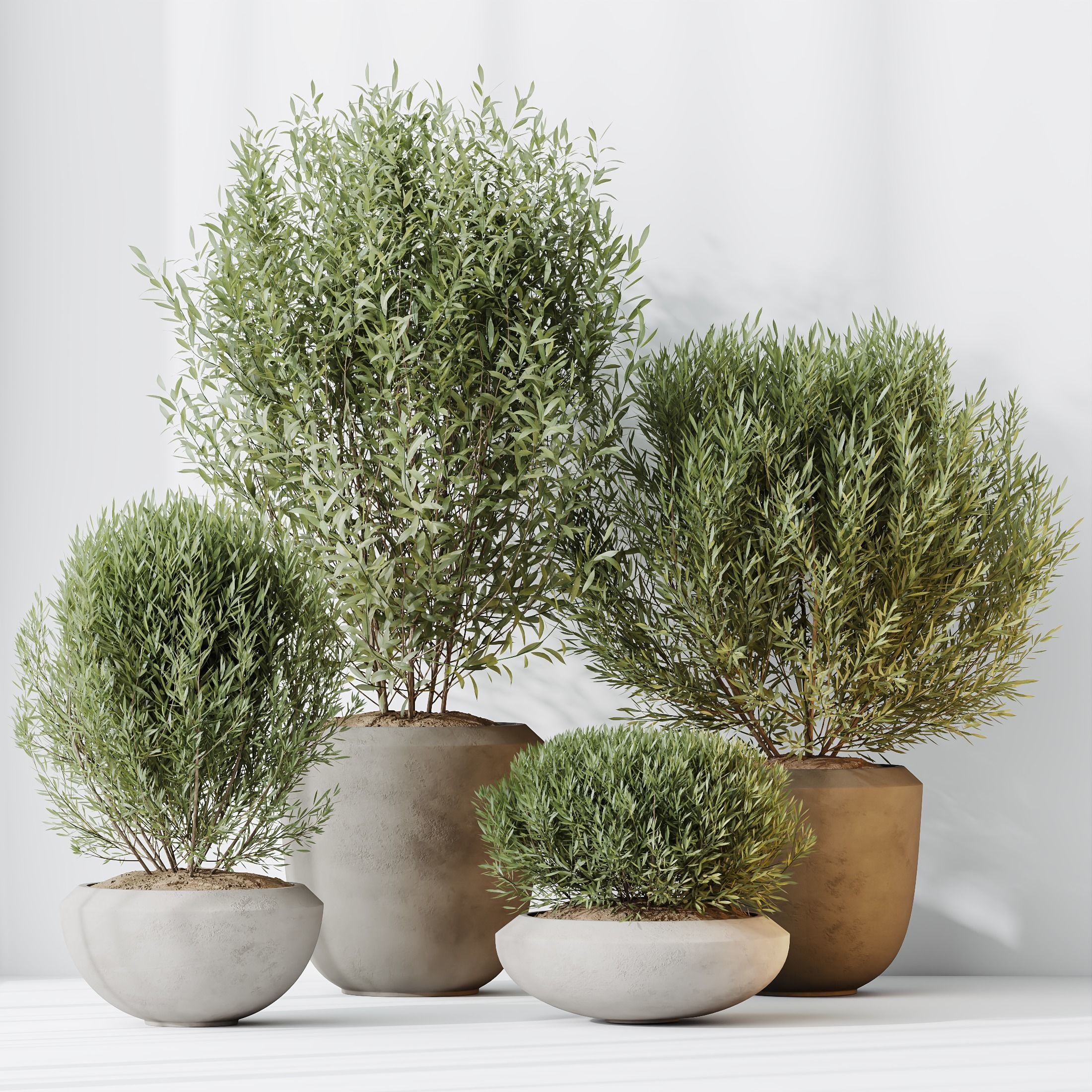 Kalamata Leccino Arbequina Wilsonii Chemlali Olive Set 45 3D model_3