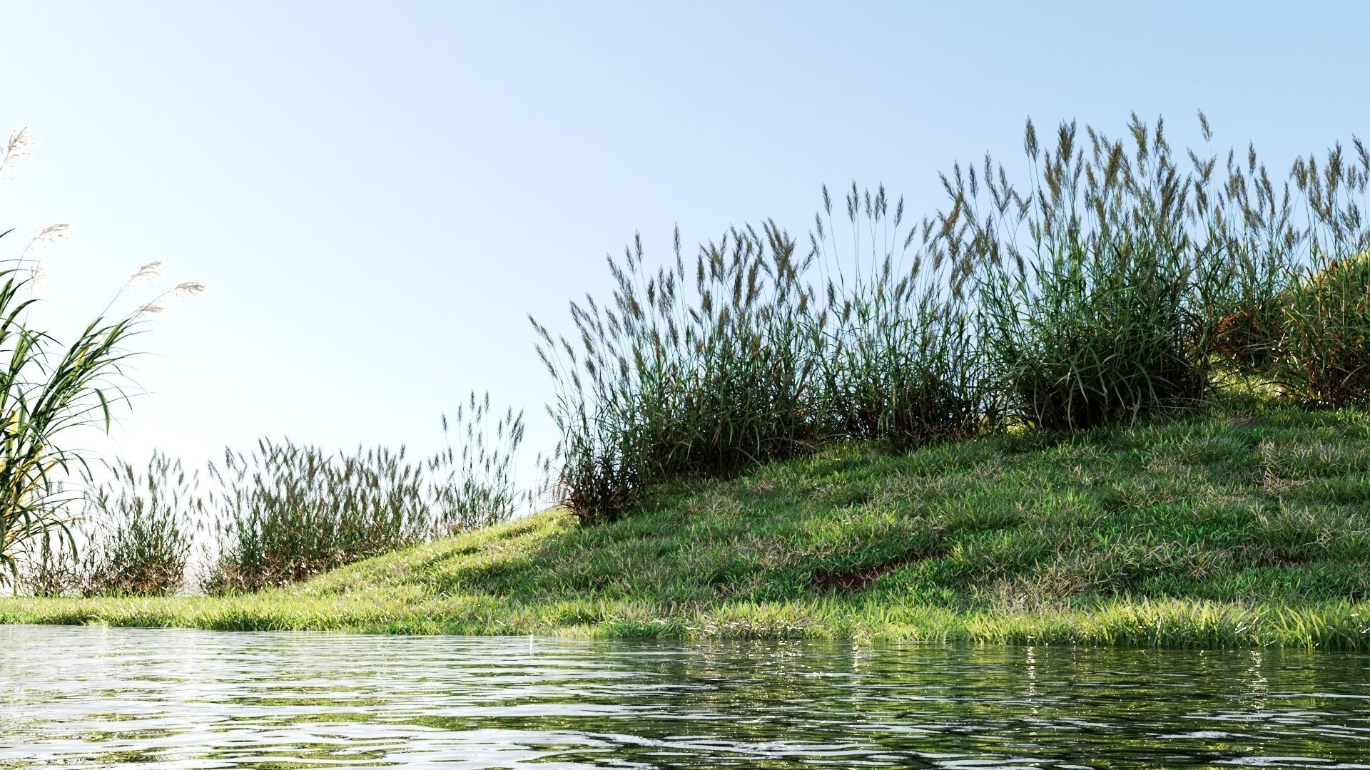 Polypogon elongatus a 3D model_1