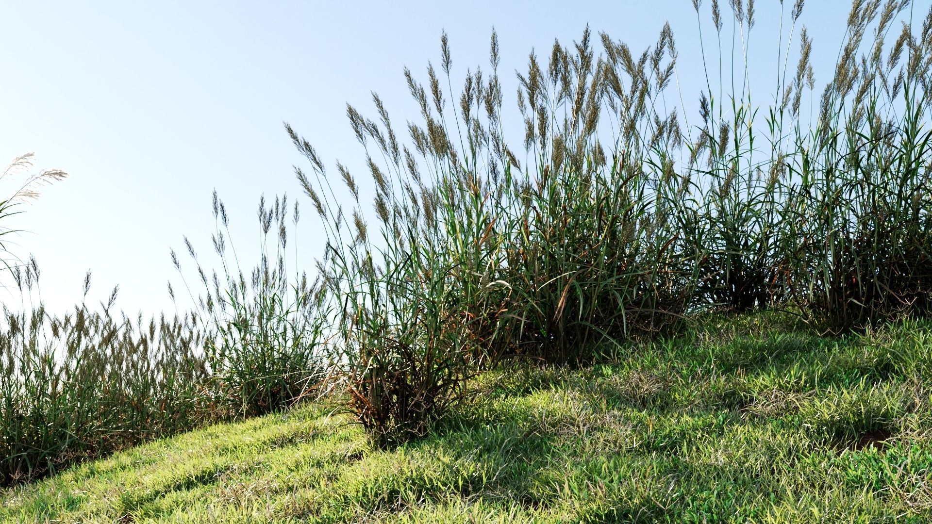 Polypogon elongatus a 3D model_2
