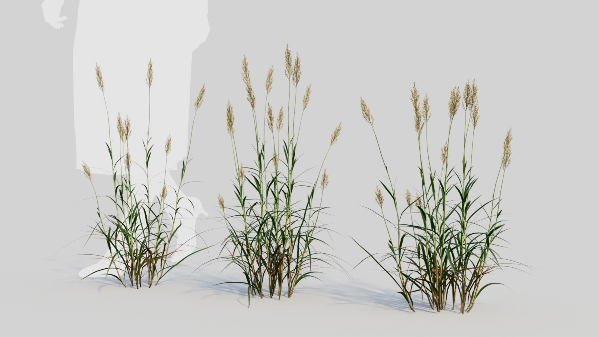 Polypogon elongatus a 3D model_3