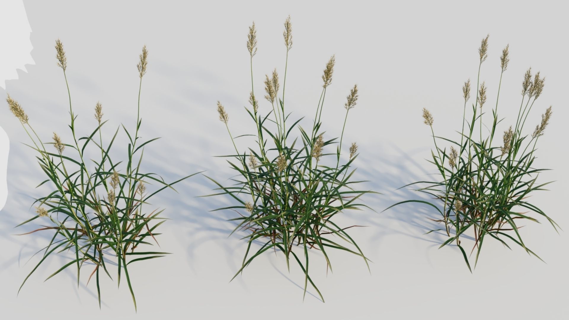 Polypogon elongatus a 3D model_4