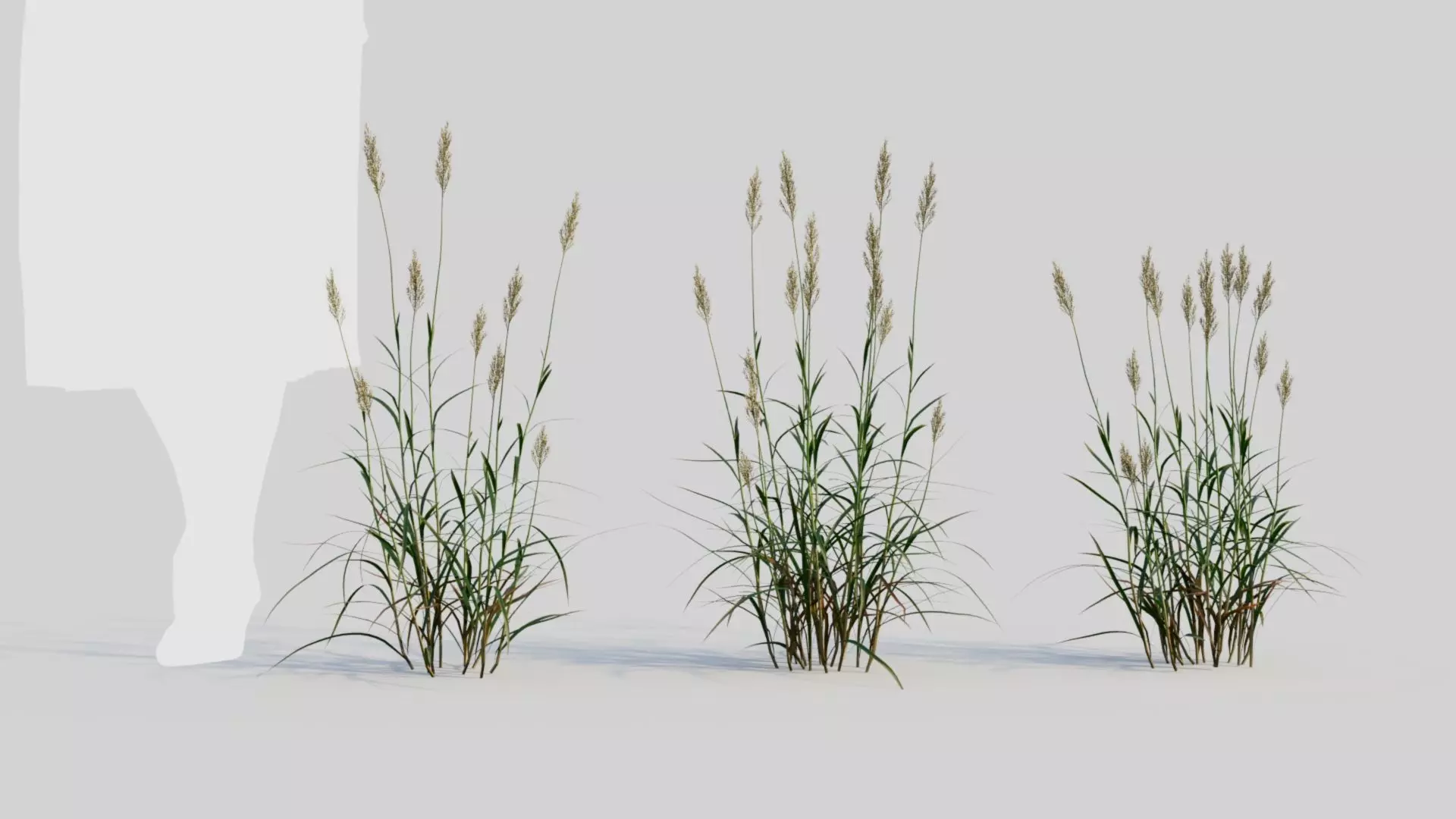 Polypogon elongatus a 3D model_0