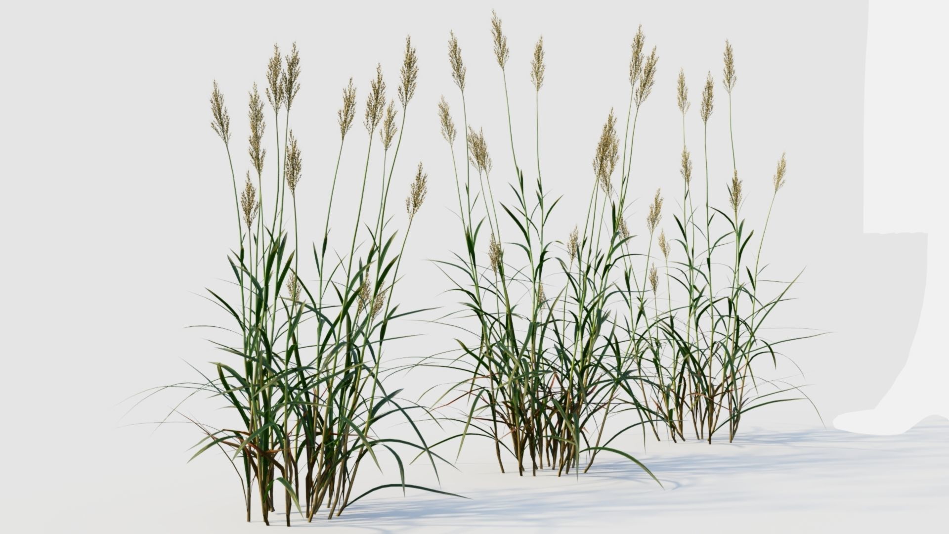 Polypogon elongatus a 3D model_6