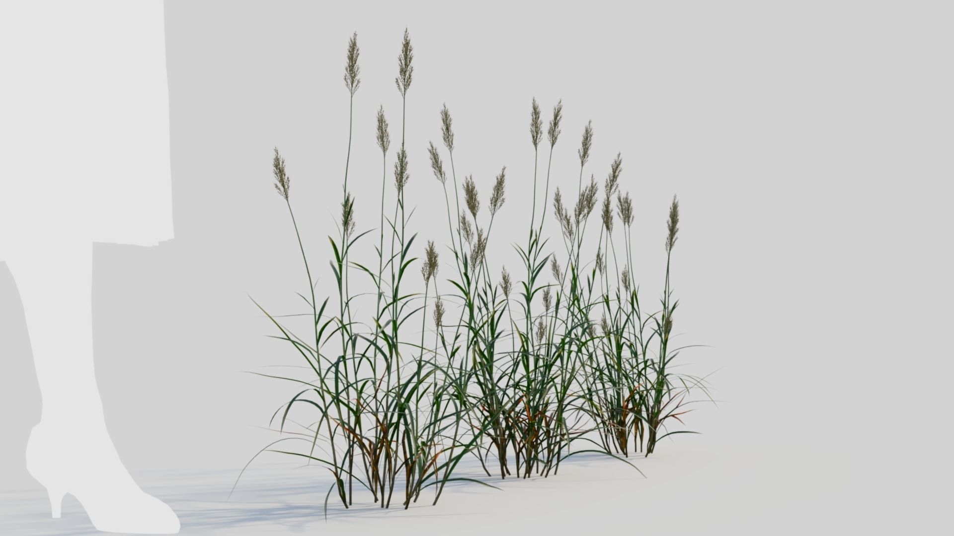 Polypogon elongatus a 3D model_5
