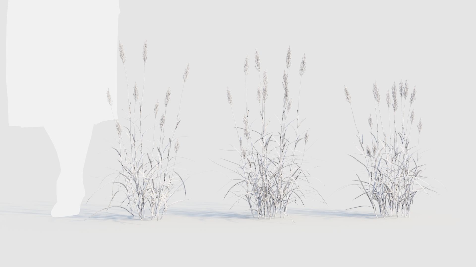 Polypogon elongatus a 3D model_10