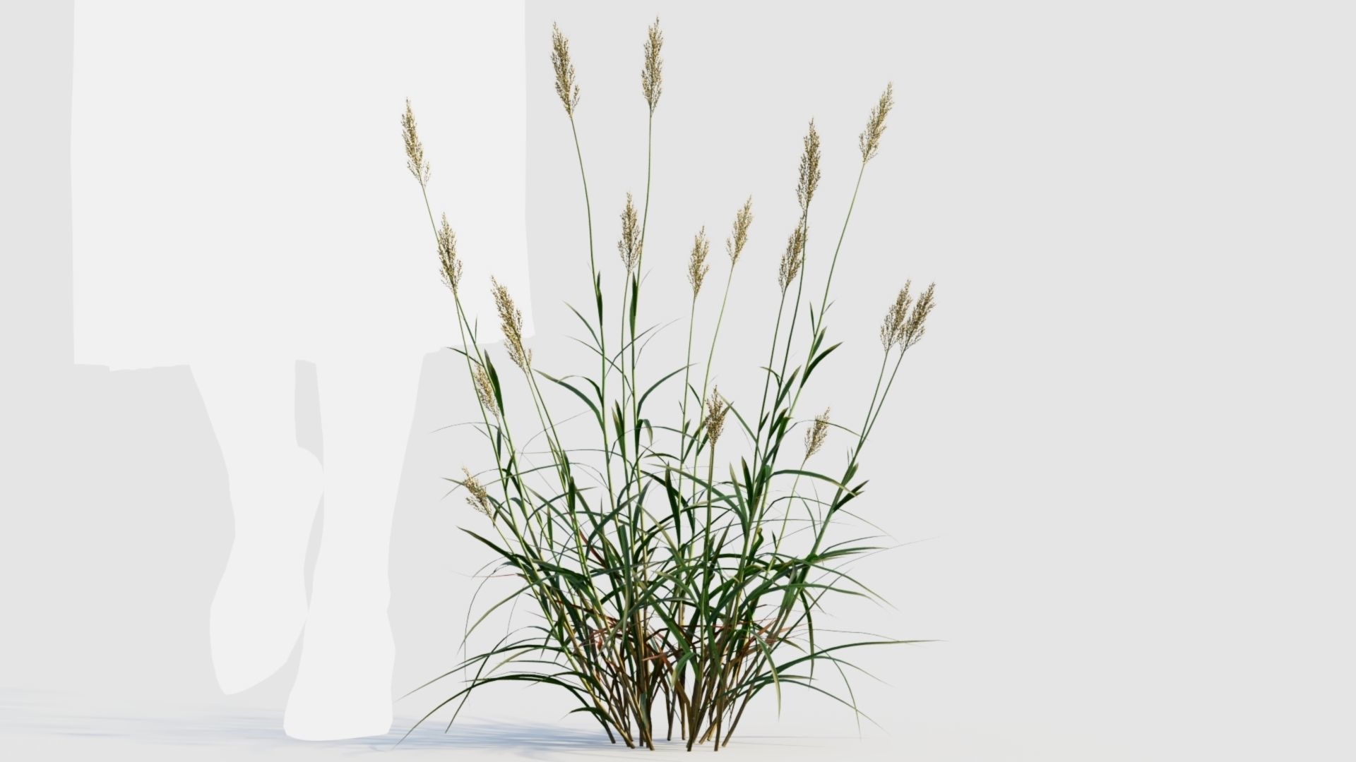 Polypogon elongatus b 3D model_6