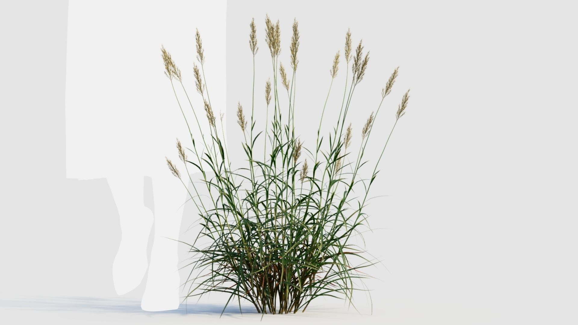 Polypogon elongatus b 3D model_8